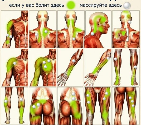 Muscle Anatomy